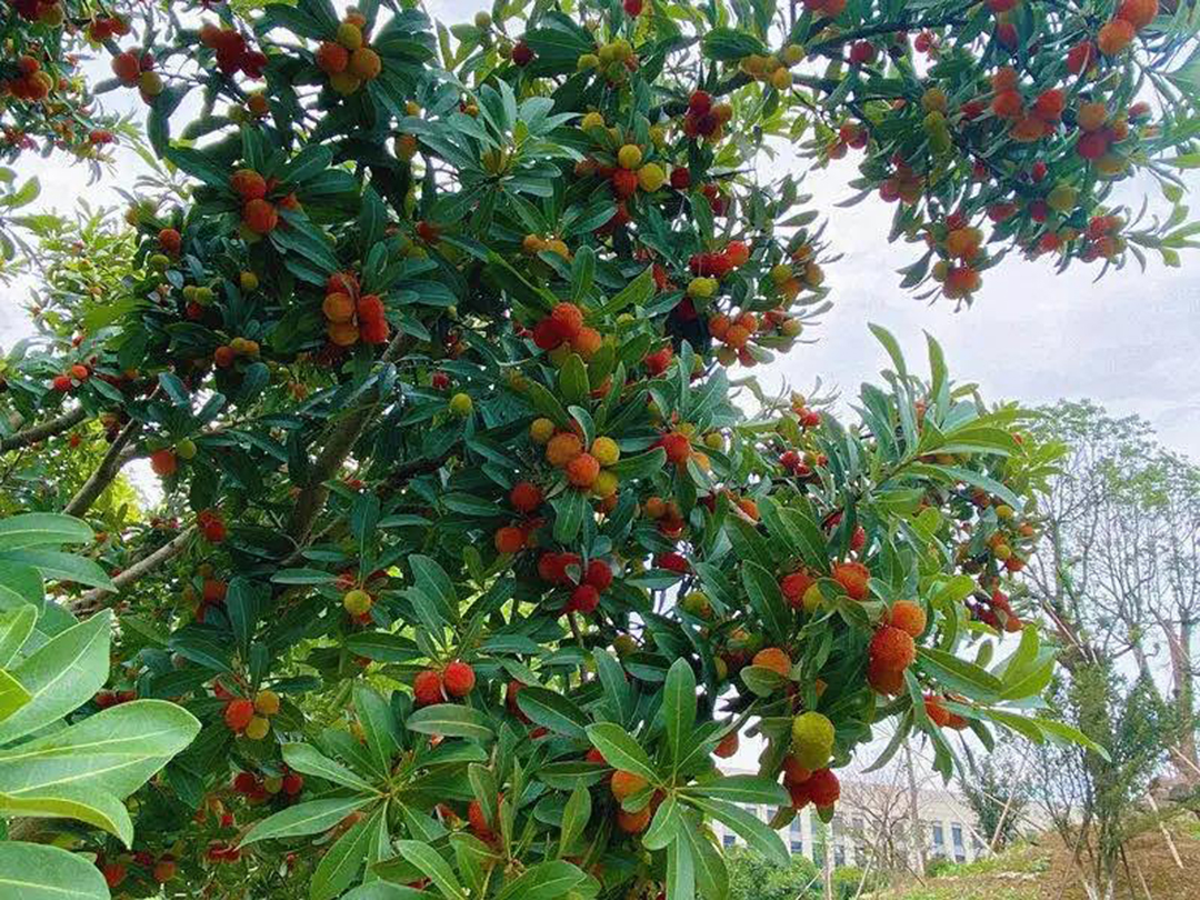 風(fēng)景這邊獨(dú)好！東大環(huán)境美景一覽，請(qǐng)查收