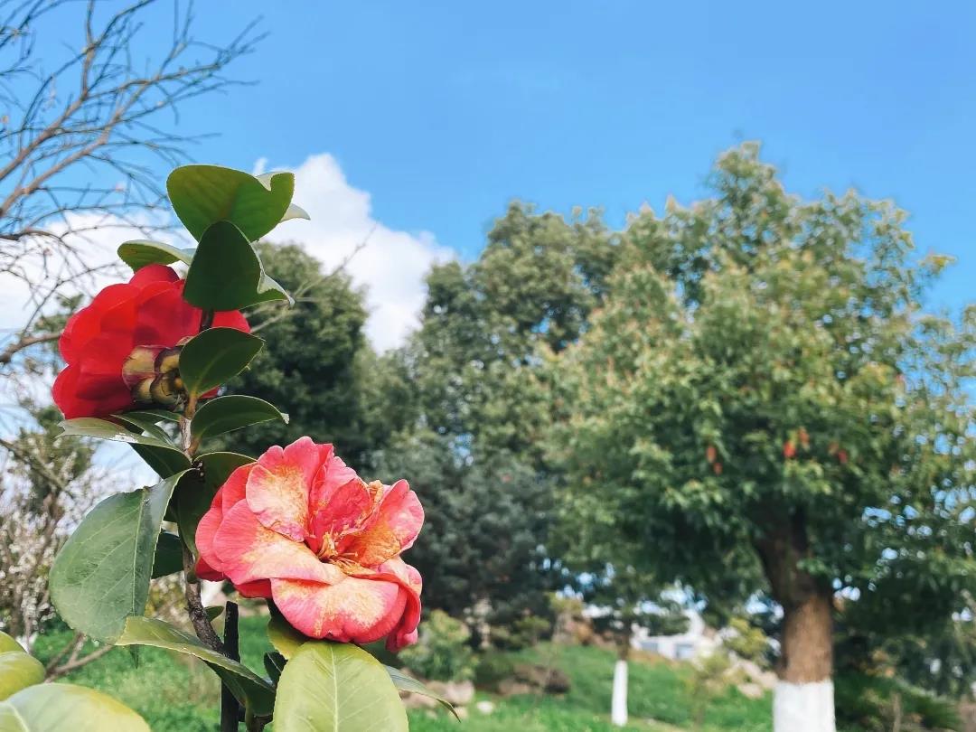 風(fēng)景這邊獨(dú)好！東大環(huán)境美景一覽，請(qǐng)查收